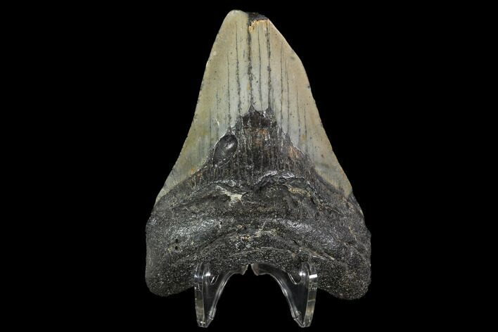 Bargain, Fossil Megalodon Tooth - North Carolina #91652